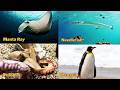 ABC Sea Animal Sounds 814TH1 | Nursery Rhyme for Kids | Koko Study Class