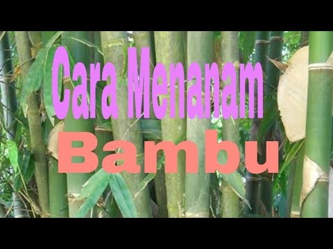 Cara Tanam Bambu , Ternyata Mudah
