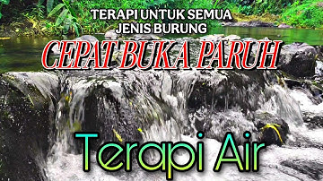 WATER SOUND THERAPY, Semua jenis burung cepat buka paruh, Suara hutan alam bebas