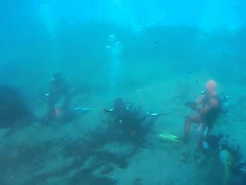 イルカと一緒に泳ぐ [視察1]｜八景島シーパラダイス