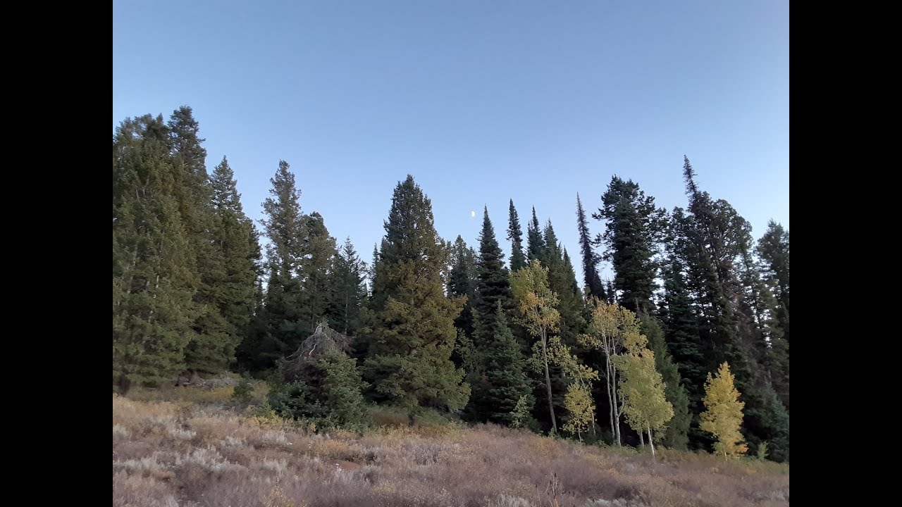 2019 Utah Spike Elk Hunt YouTube