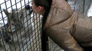 Мама Вика целуется с волком в зоопарке :)(, 2011-07-08T15:10:34.000Z)