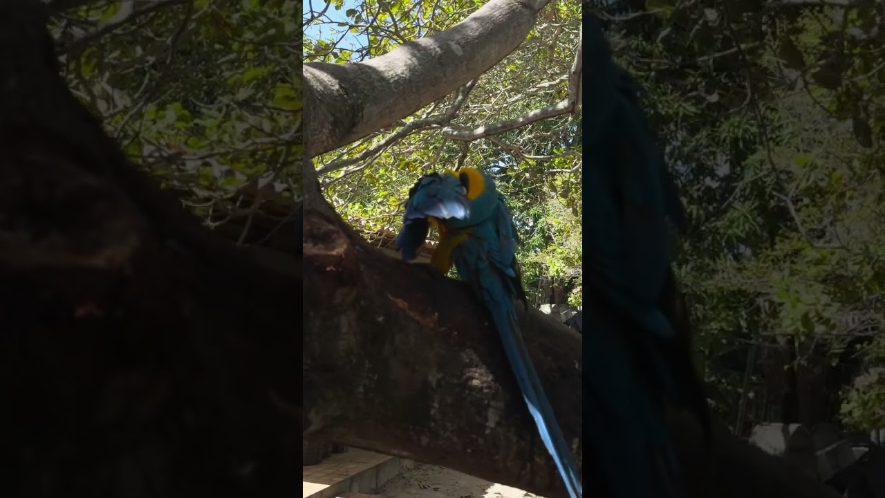 Mem de Sá e a arara no quintal