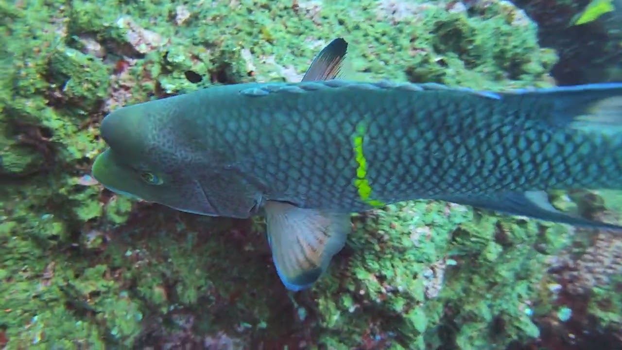 Galapagos Darwin Rock 