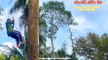 Vua Khỉ Miền Tây leo cưa mé Cây Sao Cao 30mét tại Mỹ Đức Tây cái Bè Tiền Giang