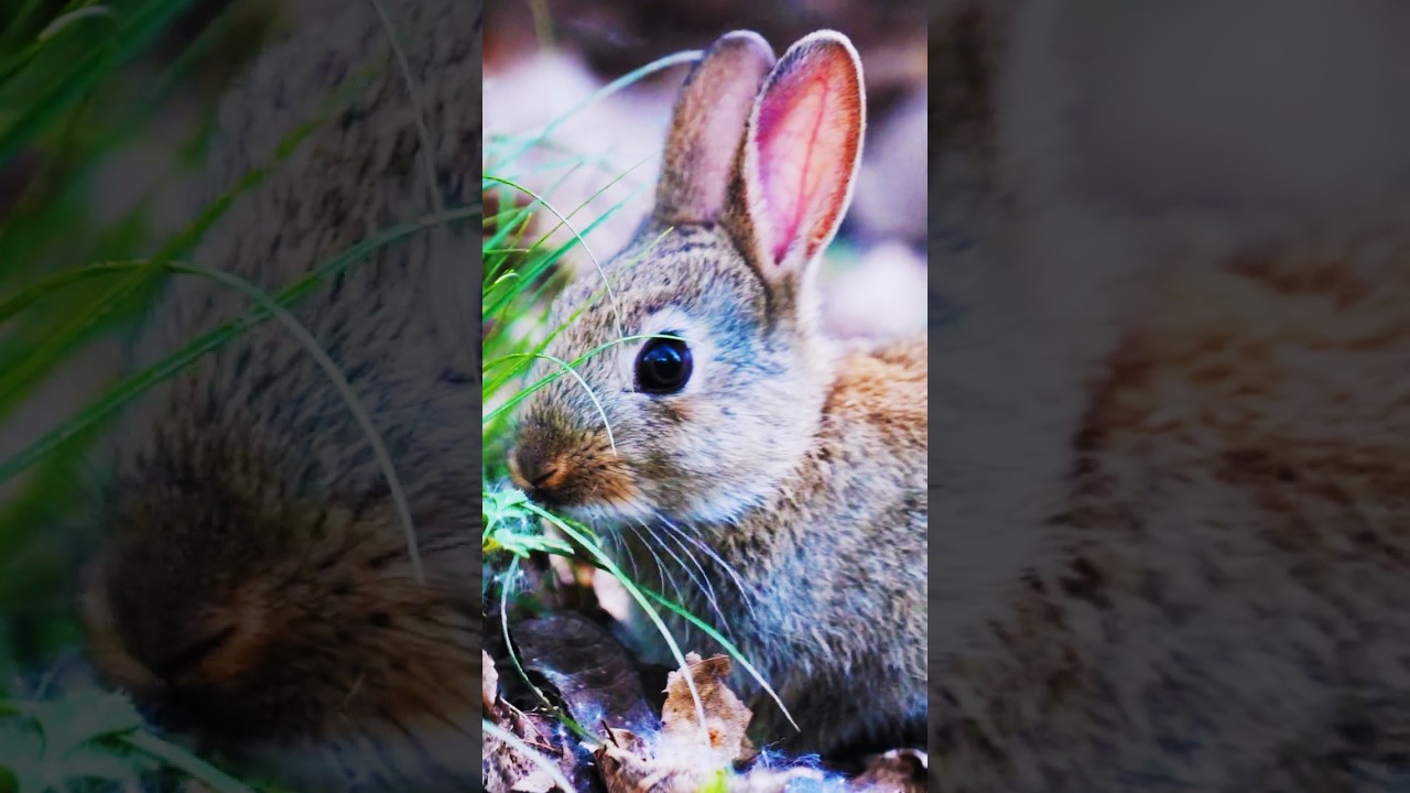 Guarda Rabbit Serenity | Tiny Wildlife Calm | Peaceful Earth su YouTube Guarda Rabbit Serenity | Tiny Wildlife Calm | Peaceful Earth su YouTube