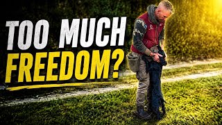 Too much freedom?￼ Champion working Cocker Trainer.