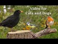 Videos for Cats - 8 HOUR Bird Spectacular