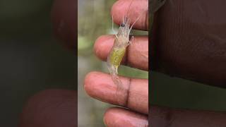 A Heartbeat Returning to the River #fish #shorts #animals