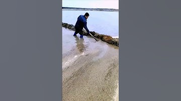 Sharing the process of cleaning up debris in the paddy field = good tools can do more with less