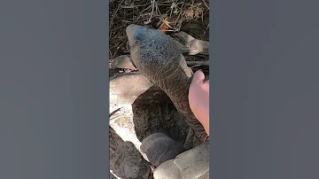 Как правильно гладить черепаху!