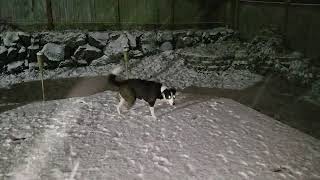 12/8/2016 Rufus & Sammi in the Snow on the Deck