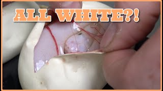 All White Pieds! Egg Cutting #117