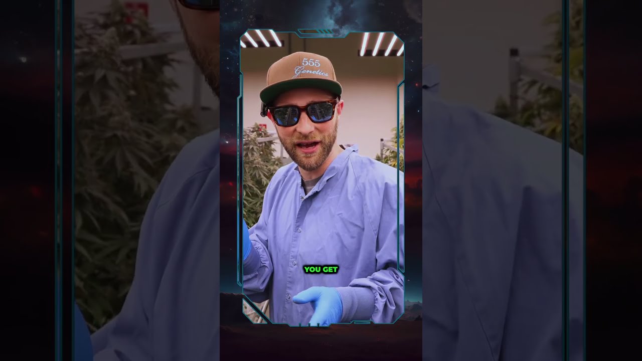 Limosa | Floral Realm