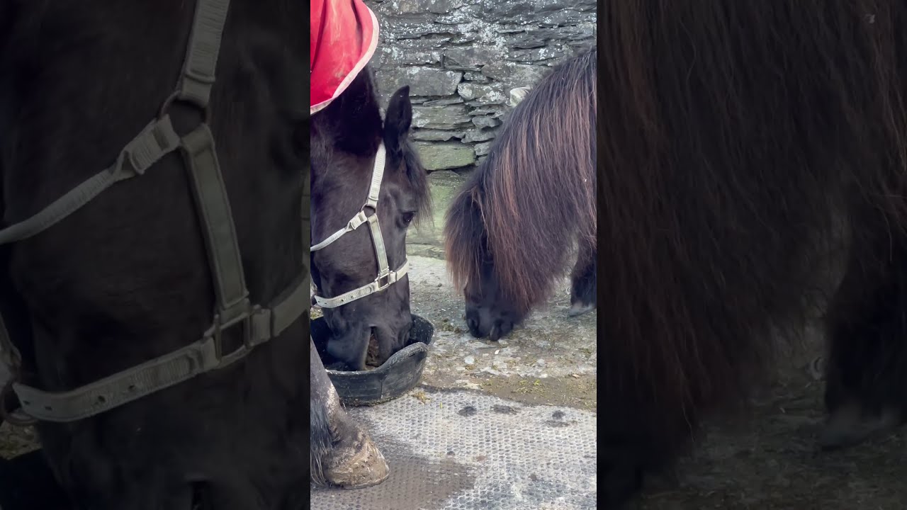 Anja JB Animallover Blackhorse Horselovers