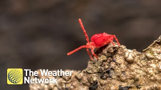 Meet 'clover mites', they're tiny but everywhere