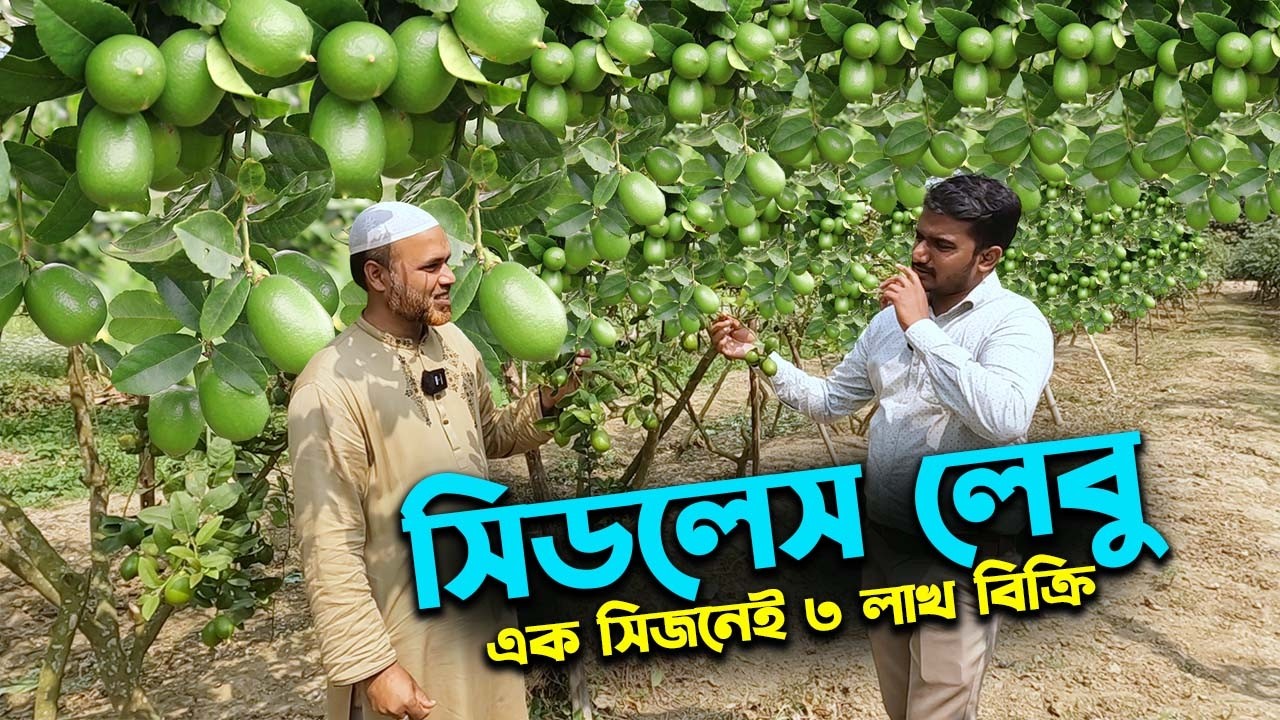 সিডলেস লেবু চাষে এক সিজনেই ৩ লাখ টাকা বিক্রি | Ep-1036