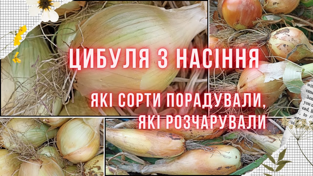 ЦИБУЛЯ ЗІБРАНА. Огляд сортів цибулі з насіння - Ексібішен, Кенді, Дерек, Ред Барон та інші