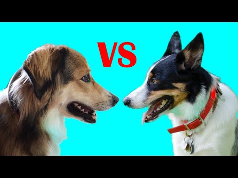 English Shepherd vs Border Collie | Which Breed is Better?