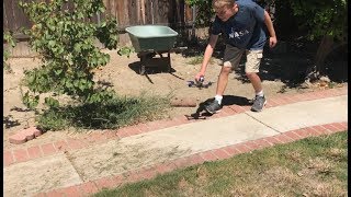 Drones Make Good Leafblowers
