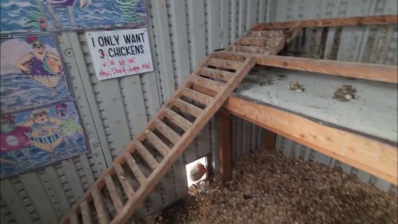 Backyard Chicken Coop After 2 Years. Upgrades And Tour Urban Farming