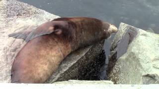 Snoozing Sea Lion in Monterey Bay