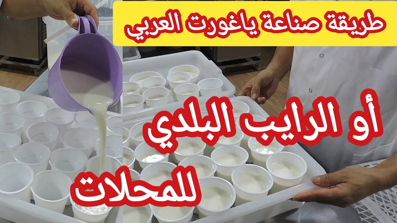 طريقة صناعة ياغورت عربي او الرايب البلديHow to make Arabic yogurt or local yoghurt