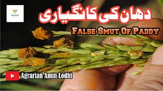 False / Green Smut Of Paddy || Rice Crop Management || دھان کی کانگیاری|| Agrarian Amin Lodhi