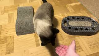 Nisse and Bonnie trying freeze dried chicken by CLNA Cats 95 views 2 months ago 2 minutes, 18 seconds