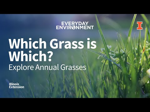Video: Mají všechny trávy ligules?