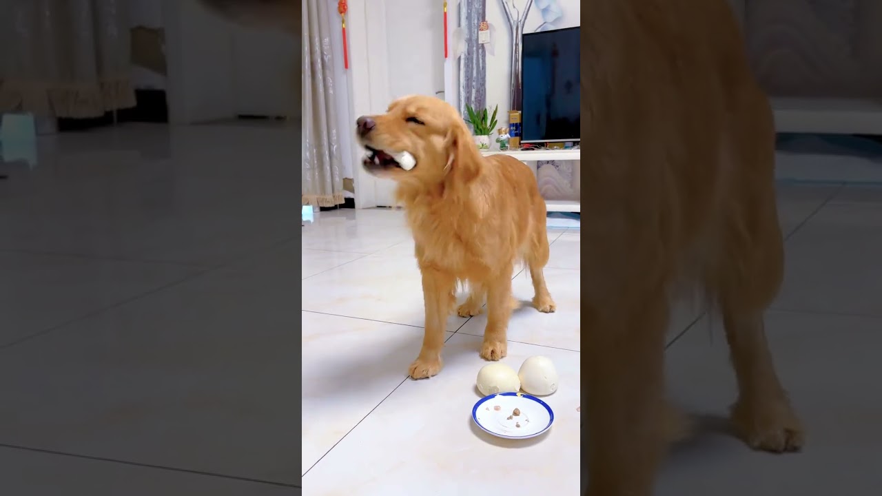 Cute pet, golden retriever, it's a dry dog gluttony, Record the daily life of fur kids 