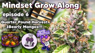 Quarter Pound Harvest from 3Bearly Mangos - Mindset Community Grow EP6 #organic #marshydrofce3000