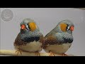 لماذا تختلف مستويات طيور Zebra Finch من مربي لآخر وكيف اسوق لطيوري بشكل صحيح 