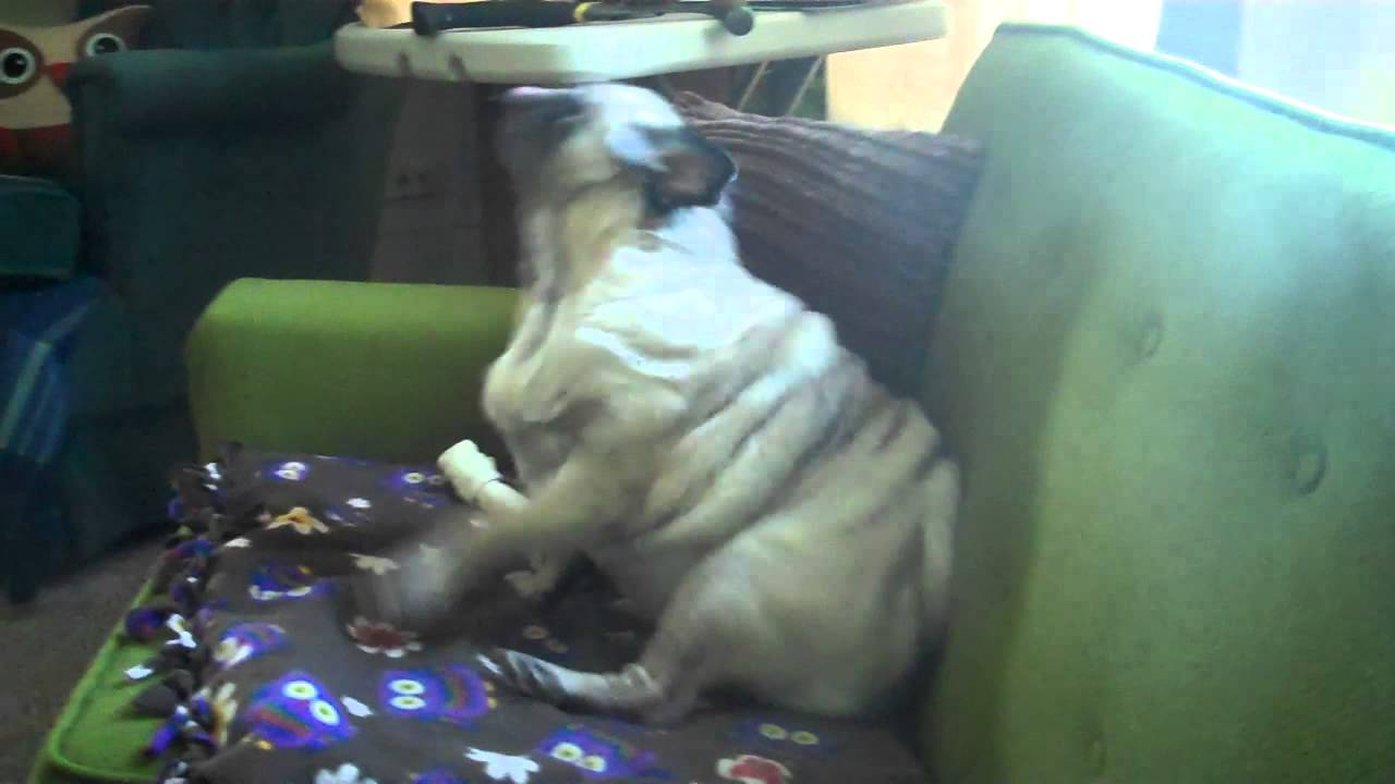 Pug Does HARLEM SHAKE! | GelaTV