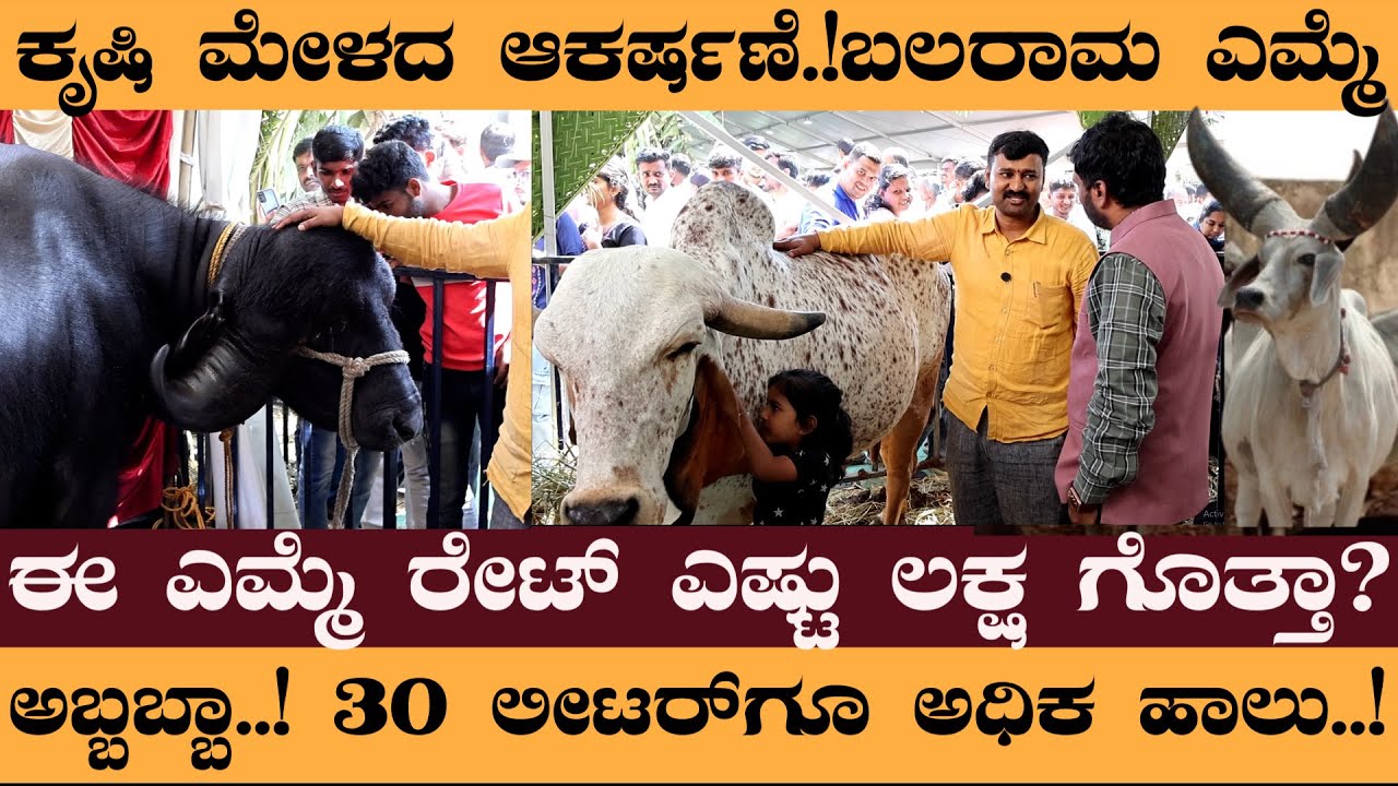 ಕೃಷಿ ಮೇಳದ ಆಕರ್ಷಣೆ.!ಬಲರಾಮ ಎಮ್ಮೆ ಈ ಎಮ್ಮೆ ರೇಟ್‌ ಎಷ್ಟು ಲಕ್ಷ ಗೊತ್ತಾ? ಅಬ್ಬಬ್ಬಾ..!30 ಲೀಟರ್‌ಗೂ ಅಧಿಕ ಹಾಲು..!