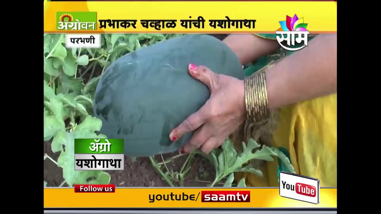 MBA प्रभाकर चव्हाळ यांच्या कलिंगड शेतीची यशोगाथा..  |  Watermelon farming Success Story