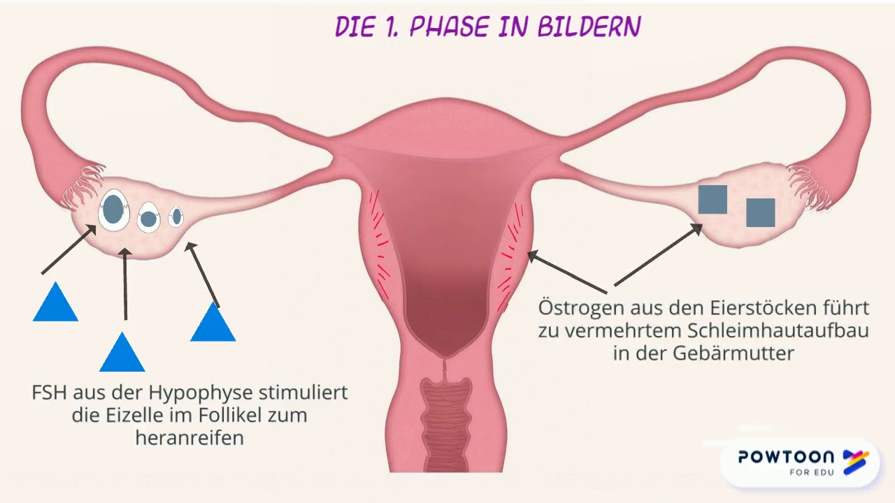 Der Menstruationszyklus Erklarvideo Youtube