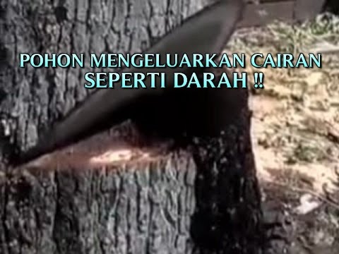 VIDEO KEJADIAN ANEH TAPI NYATA POHON MENGELUARKAN CAIRAN VIDEO KEJADIAN ANEH TAPI NYATA POHON MENGELUARKAN CAIRAN