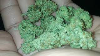 Alfredo OG Strain Review by Passiflora #freddiegibbs #dccollective