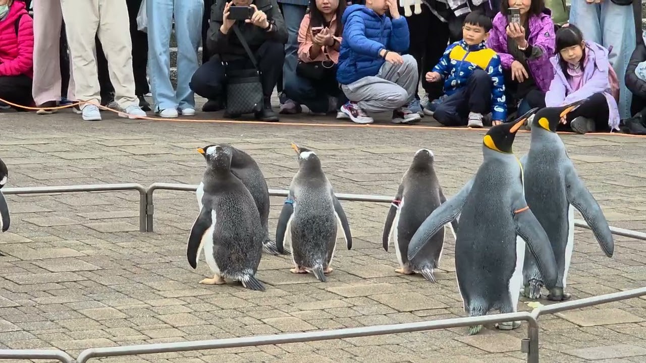 20260428 110501 Nixe Marine Park Penguin - YouTube