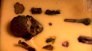 Sự tiến hóa của loài người (Tham khảo)