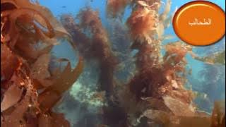 مملكة الطلائعيات