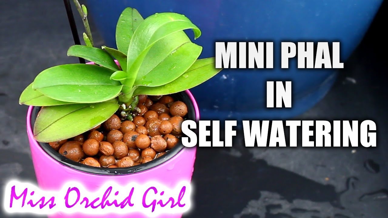 Mini Phalaenopsis Orchids repotting - Orchid with basal keiki