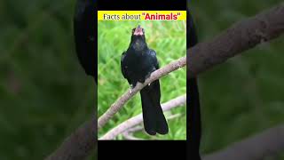 5 amazing facts about animals @FactBeast90 @m5facts181 @Anufood1vlog @DesiMusicFactoryYT
