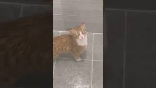 Cat🤣🤣🤣🐈🐈