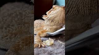 Part 2-of-2 Satisfying Shed Removal (ALL NEW CONTENT) W/relaxing BGM! | @ChuckNorrizBeardedDragons