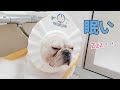 感情が豊か過ぎる犬の一日【フレンチブルドッグ】