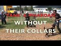 Dog Training Collar