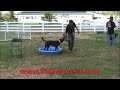 Dog Training Collar