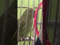 Mitthu songs #mitthu #talkingparot #parrot #mitthu #birds #nonstoptalkingparrot #viral #parrot #kids
